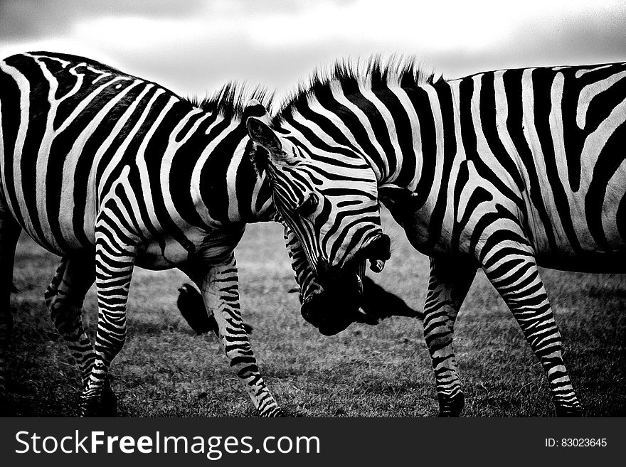 Portrait of African zebras in field.