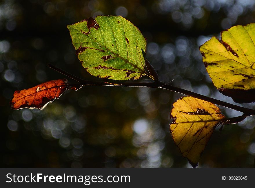 Close up of autumn beech leaves in sunny garden.