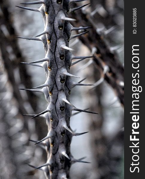 Close up of spines on alluaudia branch. Close up of spines on alluaudia branch.