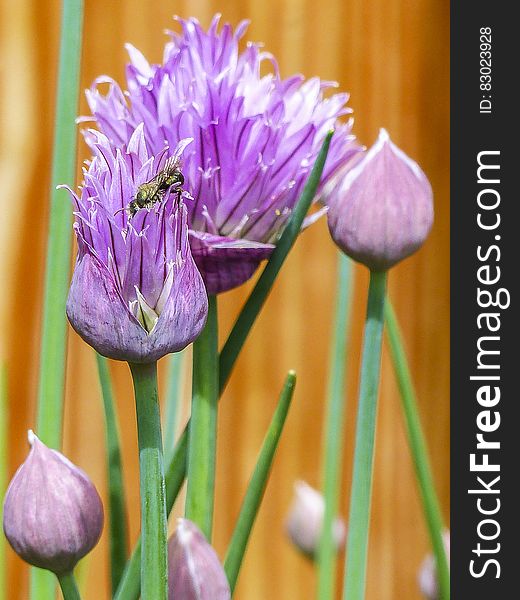 Insect In Purple Petaled Flower