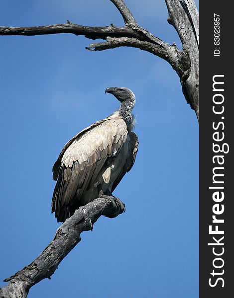 Black and Gray Vulture on Gray Wither Tree during Daytime