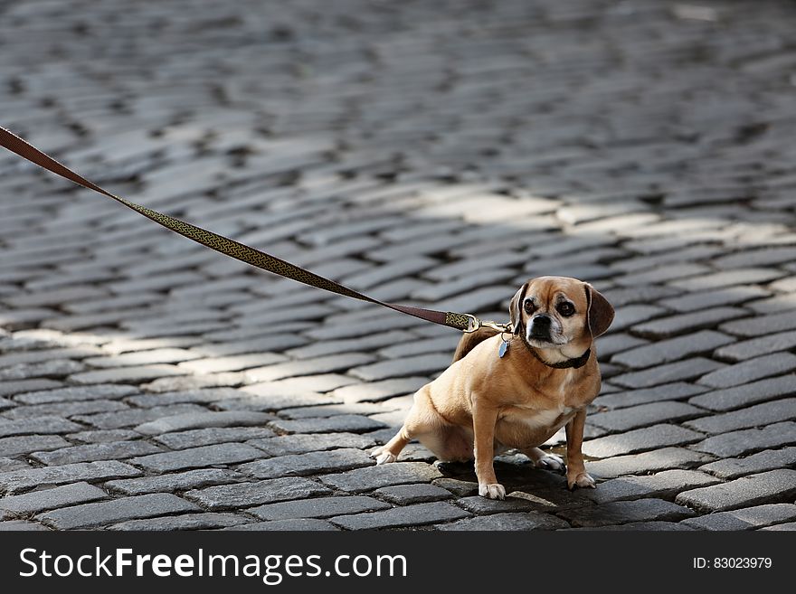 Portrait of small brown dog on leash outdoors on brick road on sunny day. Portrait of small brown dog on leash outdoors on brick road on sunny day.