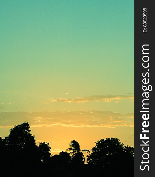 Silhouette Of Tree During Sunset