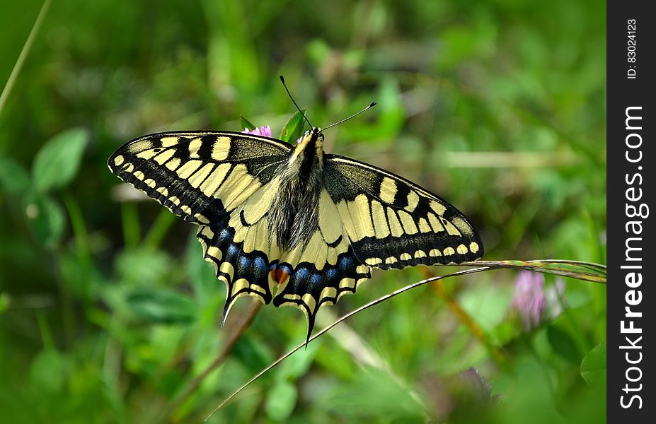 Portrait of black and yellow butterfly in green garden.