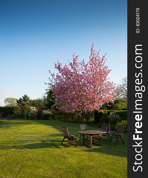 Wooden table and chairs under flowering tree in garden on sunny day.