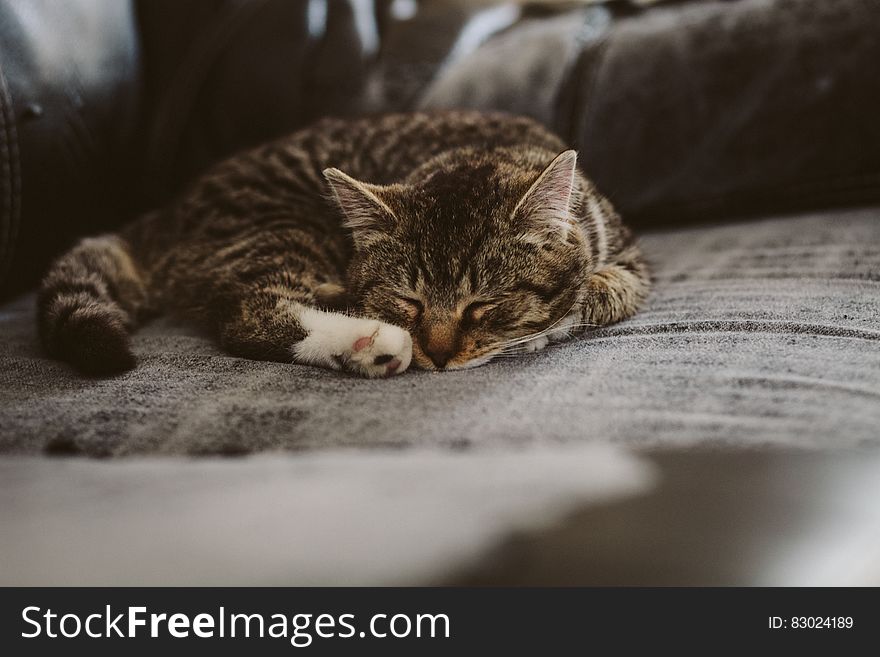 White Black and Brown Tabby Cat on Grey Padded Chair