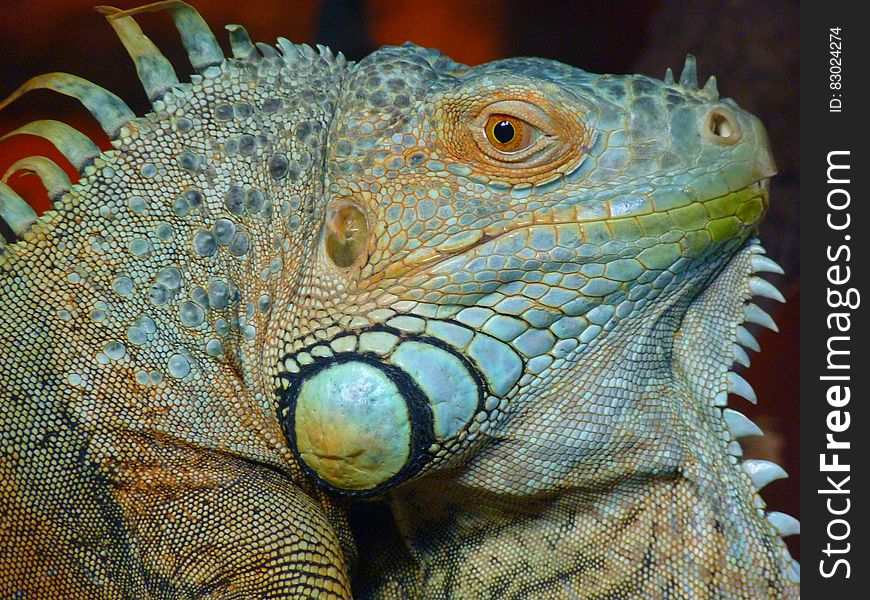 A close up of a green Iguana lizard.