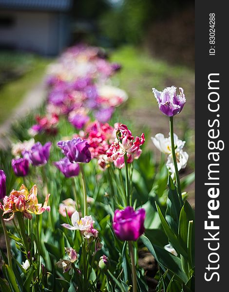 A flowering floral arrangement outdoors with colorful tulips. A flowering floral arrangement outdoors with colorful tulips.