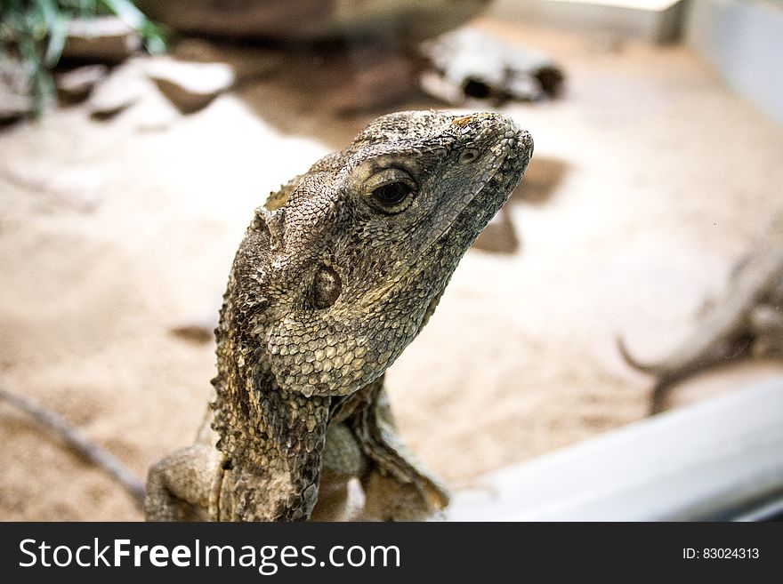 Grey Iguana