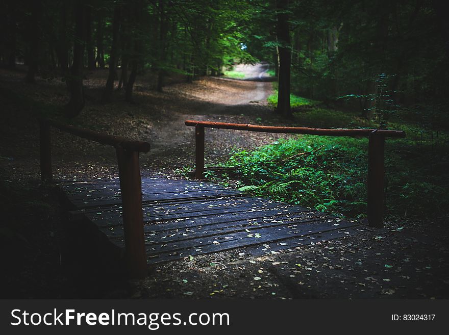 Bridge in the forest