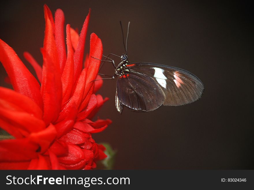 Black And White Butterfly On Red Multi Petaled Flower