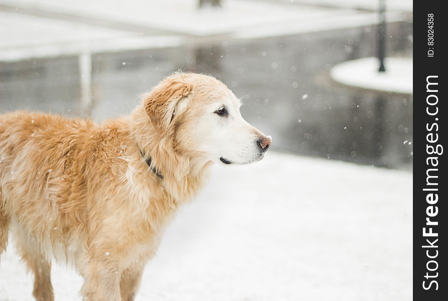 Portrait of golden retriever dog standing outdoors in snow next to icy water on sunny day. Portrait of golden retriever dog standing outdoors in snow next to icy water on sunny day.