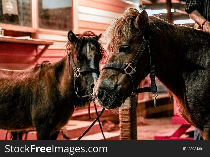 Close up of ponies inside stable on farm. Close up of ponies inside stable on farm.