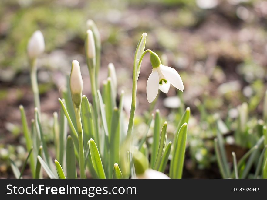 White Flowers In Garden