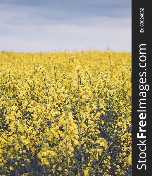 A yellow rapeseed field in the summer.