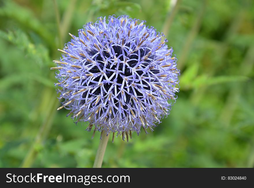 Purple Petal Flower