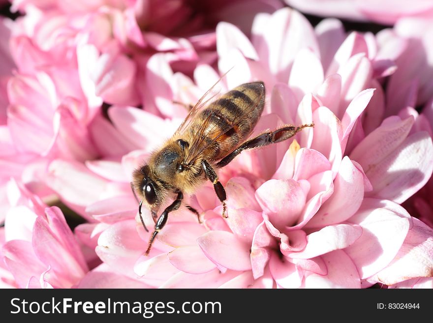 Brown and Black Bee on Pink Petaled Flower