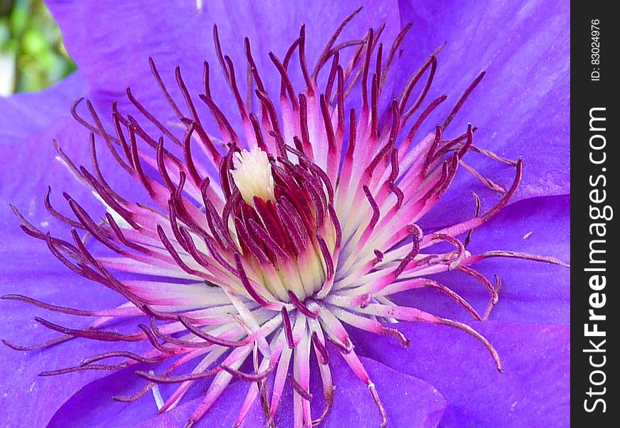 Purple Multi Petaled Flower Macro Photography