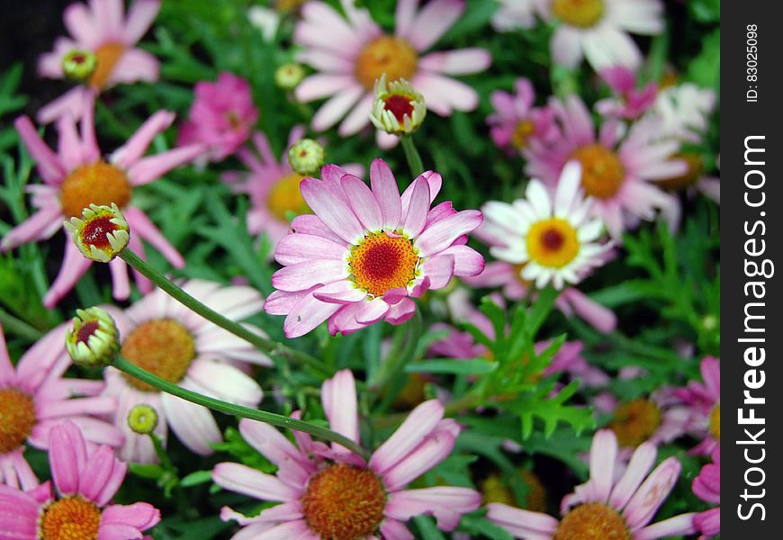 Close up of purple and white flowers in green field on sunny day. Close up of purple and white flowers in green field on sunny day.