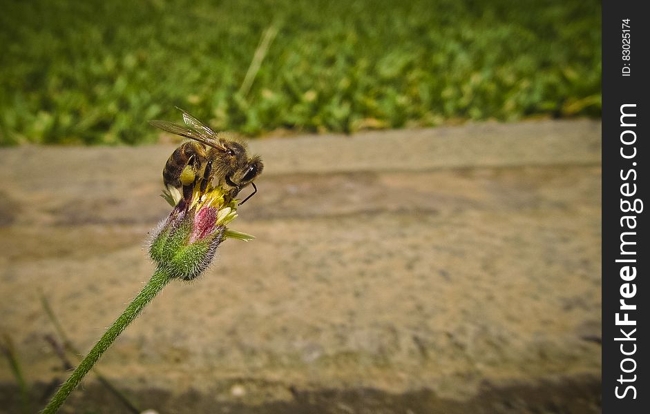 Bee on Pin and Green Flower