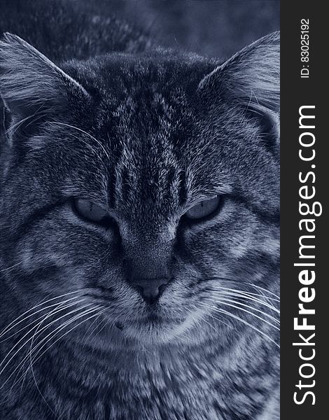 Cat In Grayscale Photo