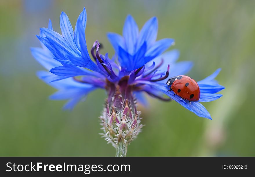 Red and Black Lady Bug on Purple Flower during Daytime