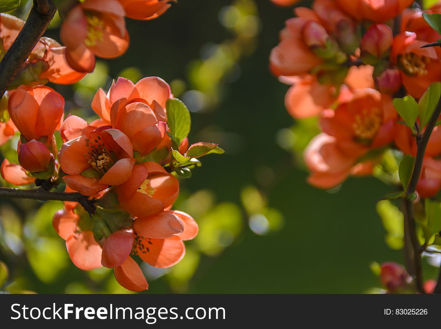 A tree in the summer with lot of red flowers. A tree in the summer with lot of red flowers.