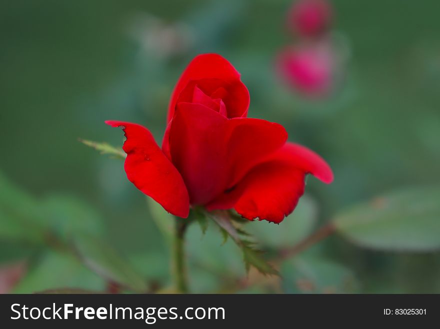 A close up of a red rose flower.