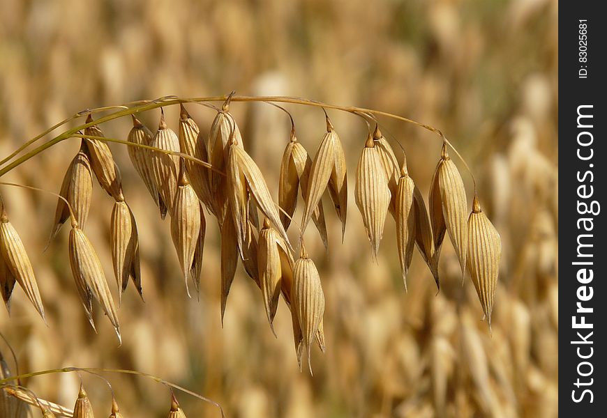 Closeup image of ears of oats on one spike with selective focus so that the background is a blur of the crop. Closeup image of ears of oats on one spike with selective focus so that the background is a blur of the crop.