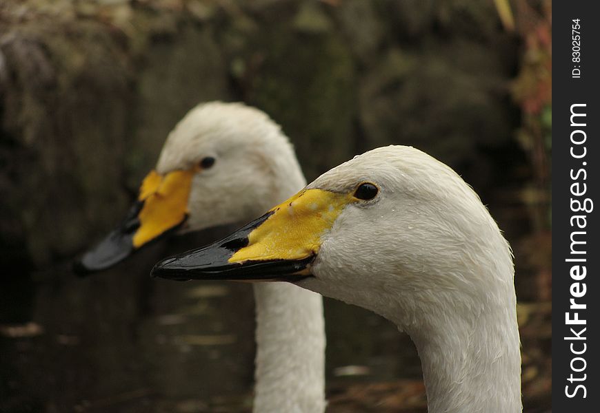 2 White Yellow and Black Ducks