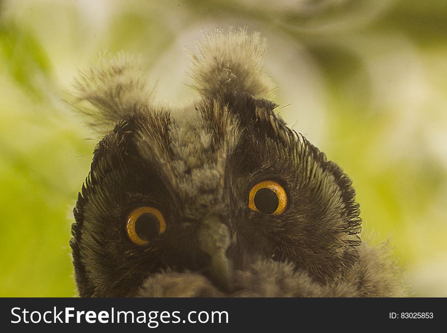 Close up of horned owl face against green garden. Close up of horned owl face against green garden.