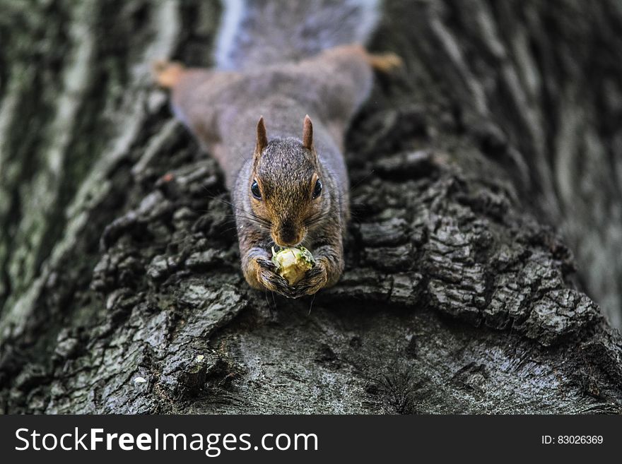 Portrait of squirrel on tree trunk holding nut. Portrait of squirrel on tree trunk holding nut.
