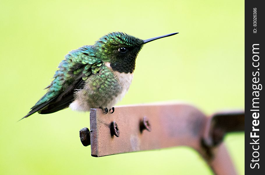 Close up portrait of green hummingbird on wooden perch outdoors. Close up portrait of green hummingbird on wooden perch outdoors.
