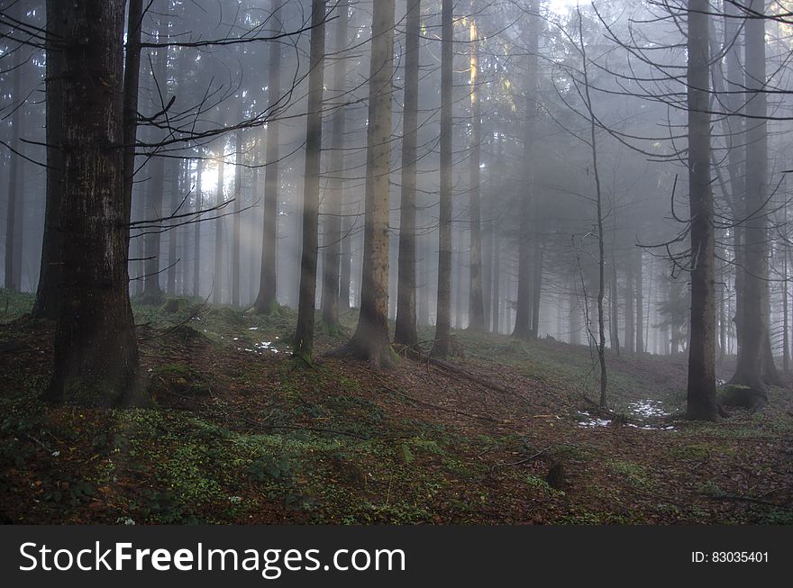 Fog through trees in forest landscape. Fog through trees in forest landscape.