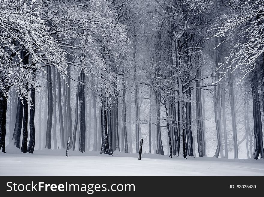 Snow covered bare trees in winter forest landscape in black and white. Snow covered bare trees in winter forest landscape in black and white.