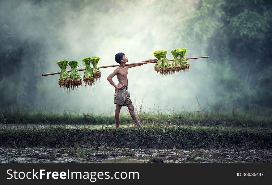 Worker carrying young rice plants on wooden pole in rural paddy. Worker carrying young rice plants on wooden pole in rural paddy.