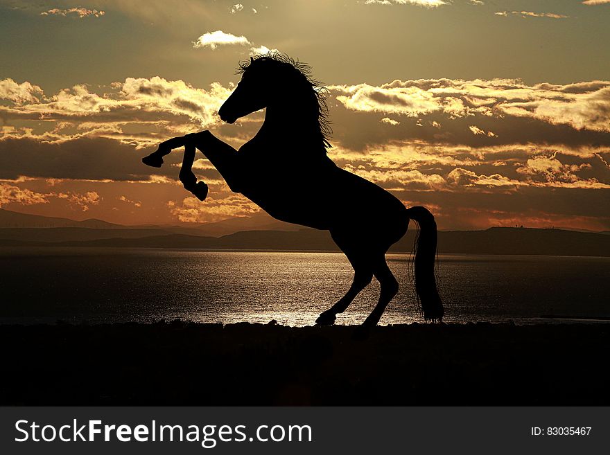 Silhouette of rearing horse along waterfront at sunset. Silhouette of rearing horse along waterfront at sunset.