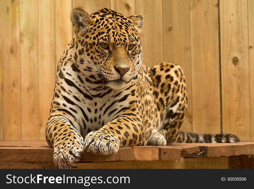 Leopard On Wooden Perch