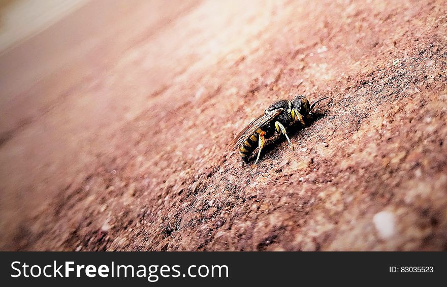Close up of honeybee on brick in sunshine.