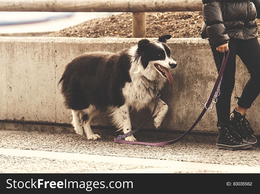 Dog Walking On Roadside