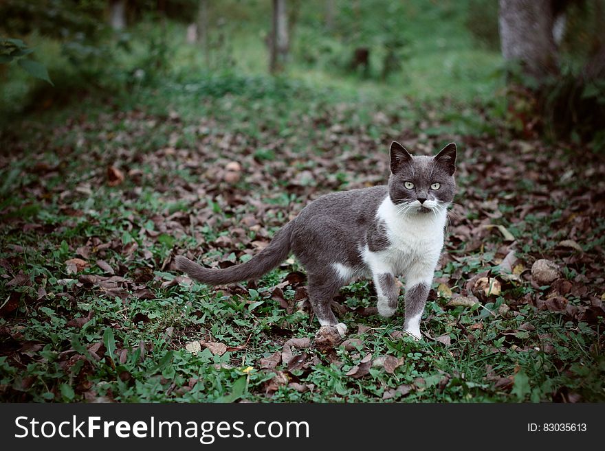 Domestic short hair cat standing outdoors in leaves on green grass. Domestic short hair cat standing outdoors in leaves on green grass.