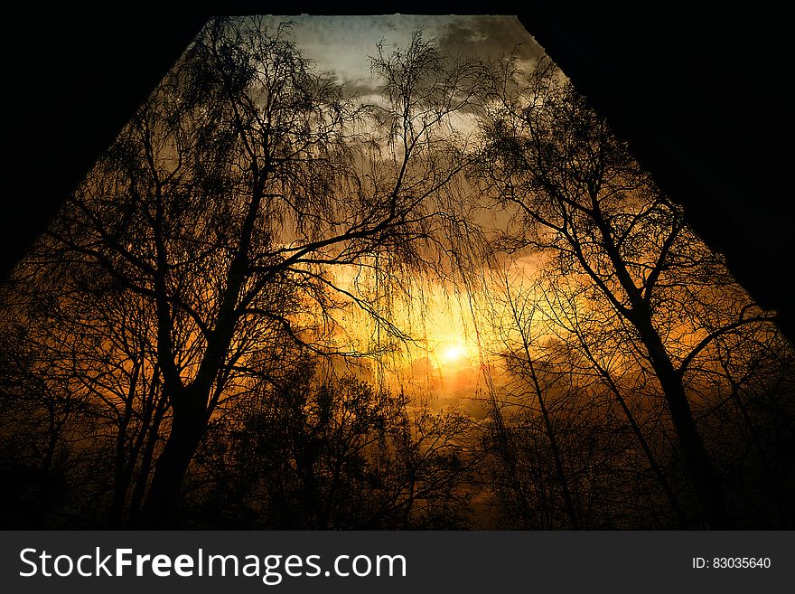 Silhouette of trees at sunset