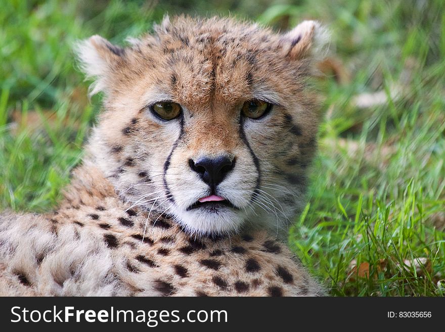 Cheetah In Grass