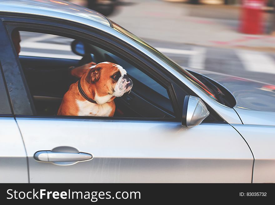 Dog Riding In Car