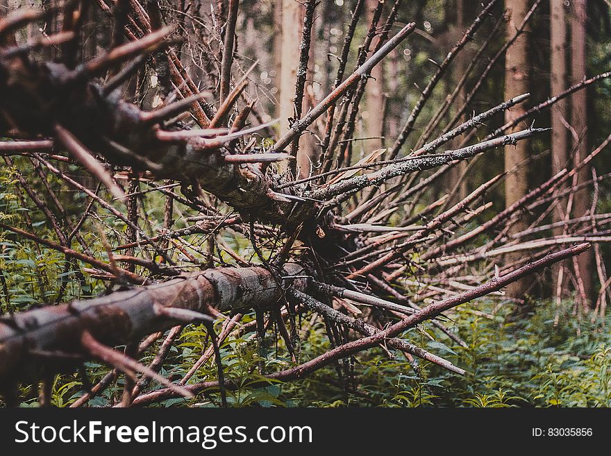 Bare branches on fallen tree