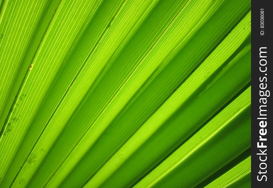 Abstract textured background created by leaves of a palm tree arranged (found) in a fan shape and lit from behind. Abstract textured background created by leaves of a palm tree arranged (found) in a fan shape and lit from behind.