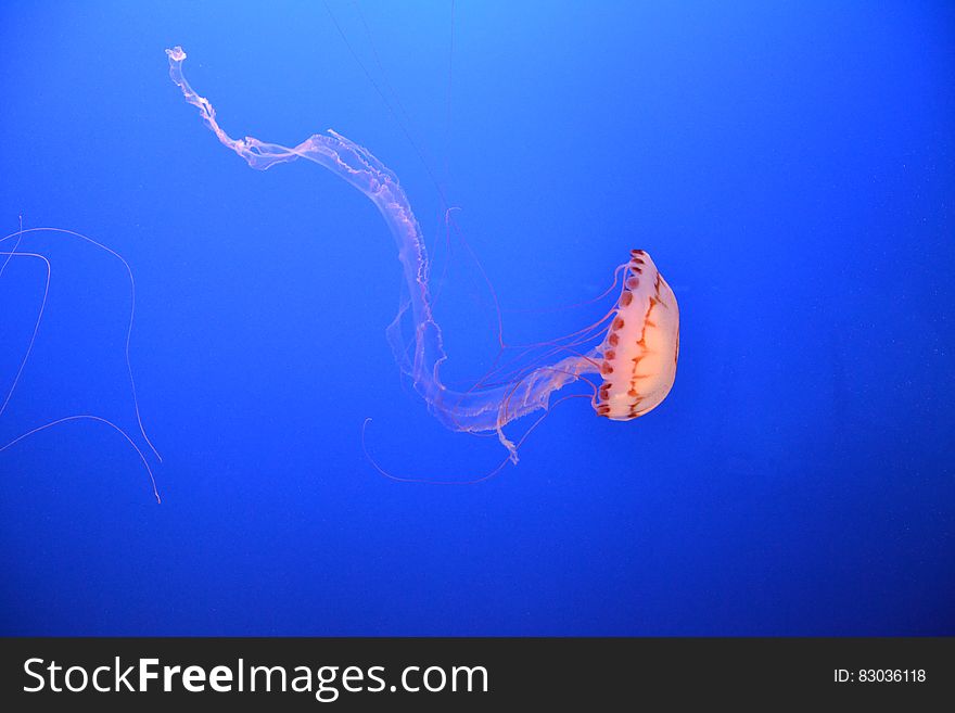 A jellyfish swimming in the water. A jellyfish swimming in the water.