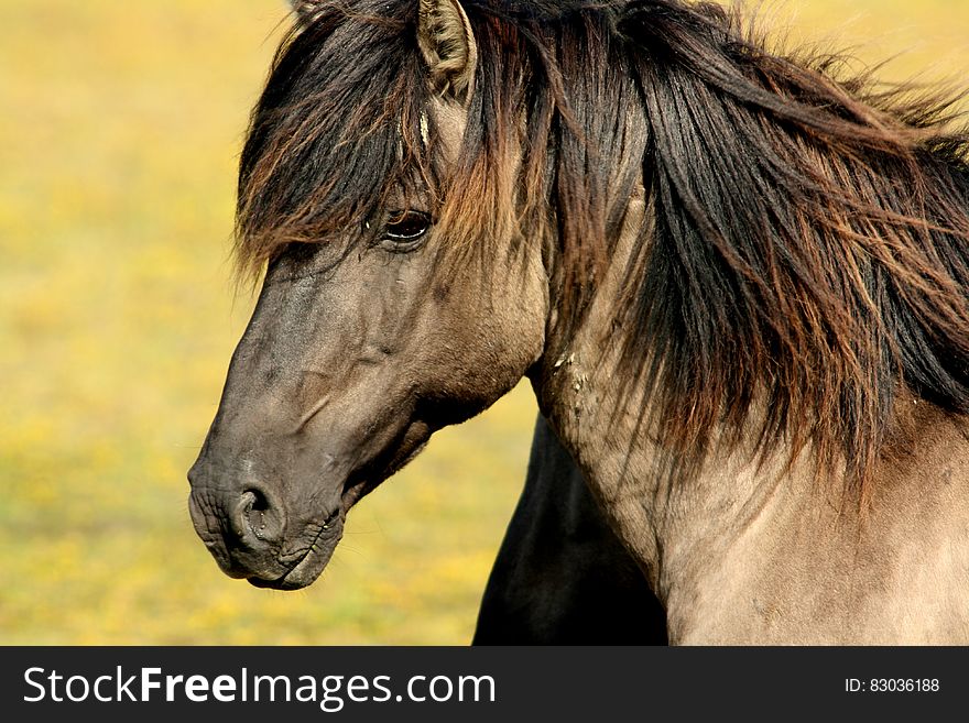 Brown Black Horse