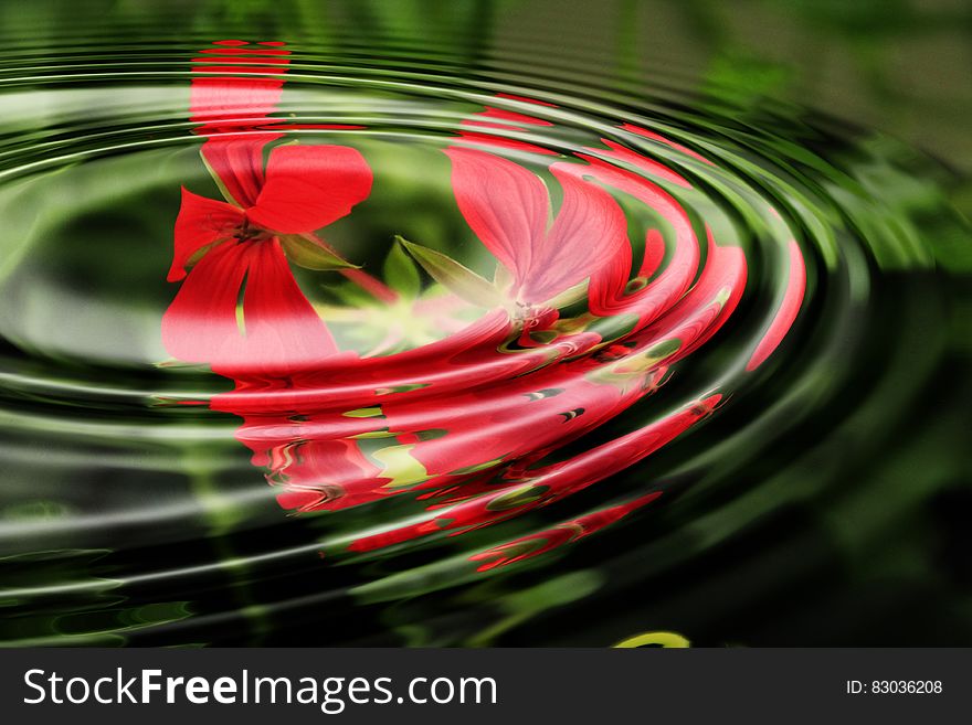 A background of red geranium flowers with a water ripple over them. A background of red geranium flowers with a water ripple over them.