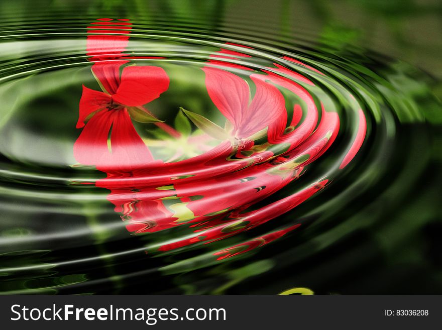 Geranium Flowers And Ripples